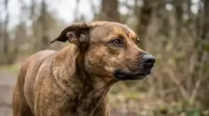 Dog displaying stress outdoors